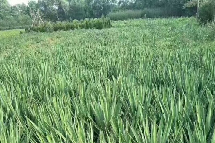 剑麻苗