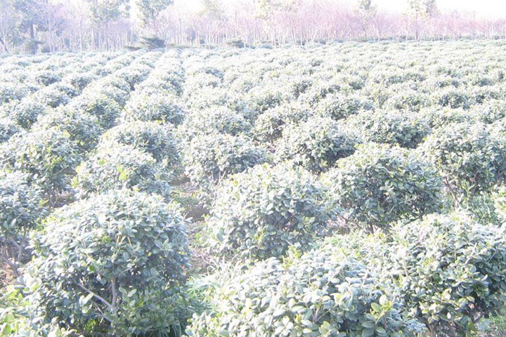 枸骨球