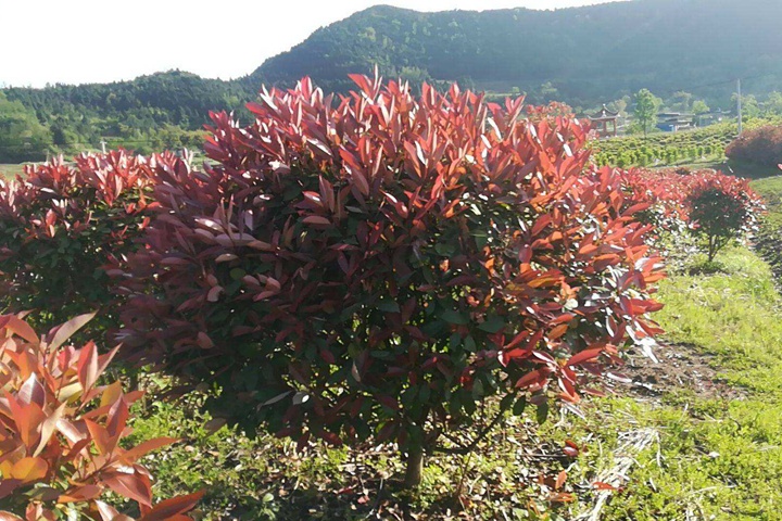 红叶石楠球