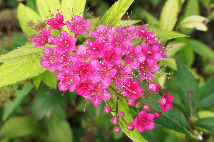 粉花绣线菊