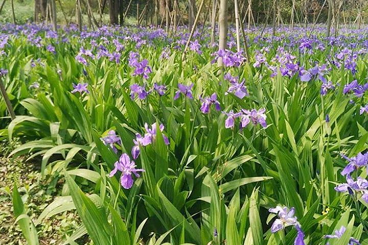 蓝花鸢尾