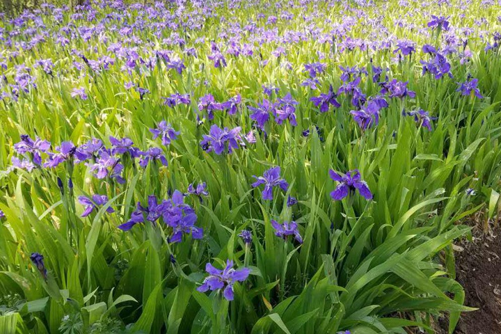 蓝花鸢尾