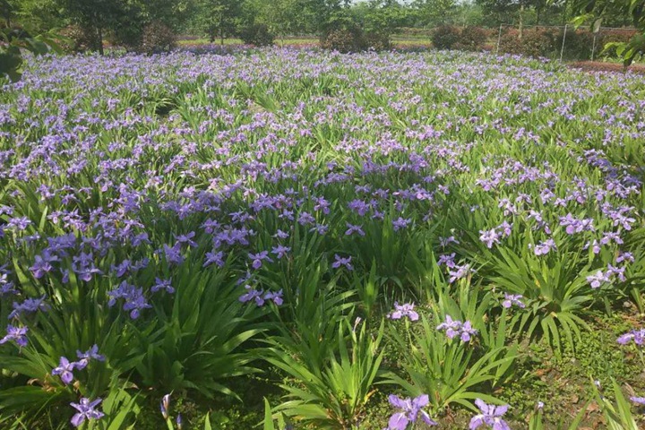 蓝花鸢尾