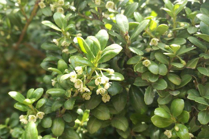 龟甲冬青花期果期