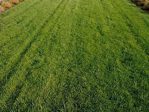 美国四季青草坪的种植与管理