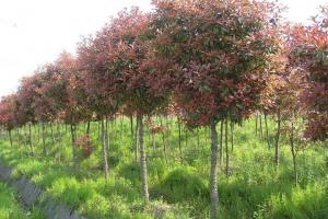 8公分红叶石楠树价格,5公分红叶石楠树价格表
