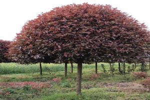红叶石楠树多少钱一棵,10公分红叶石楠树价格