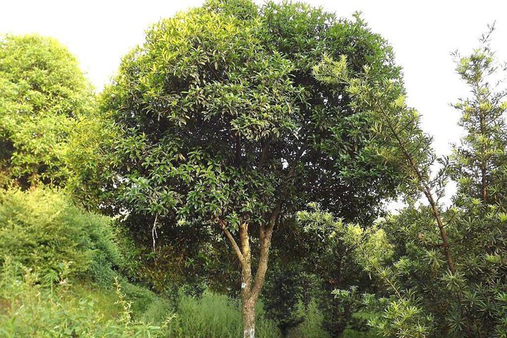 桂花树