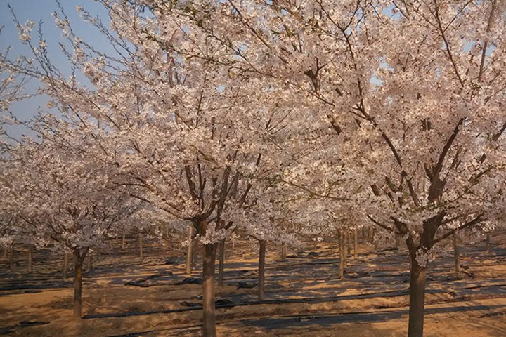 樱花树