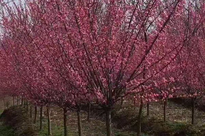 红梅树