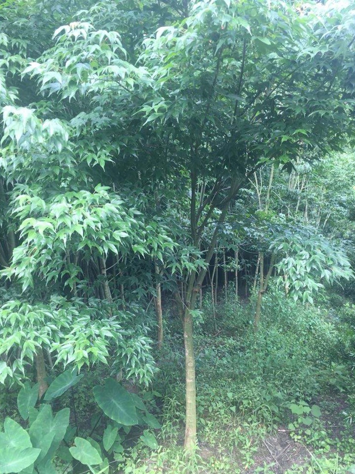 鸡爪槭