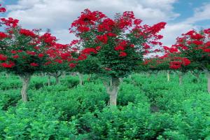 [红花紫薇]红花紫薇图片_花期_种植方法