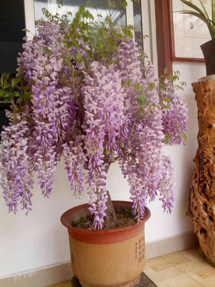 紫藤开花时间，紫藤花什么时候开花