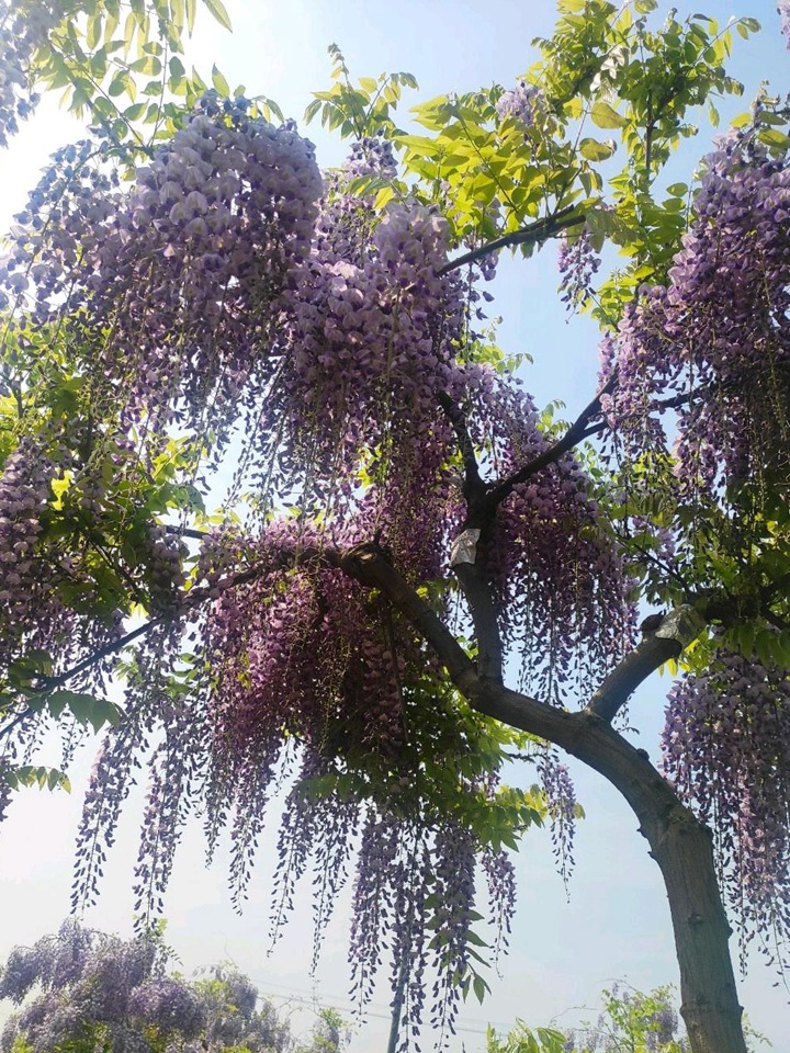 紫藤苗几年可以开花，紫藤几年苗才可以开花