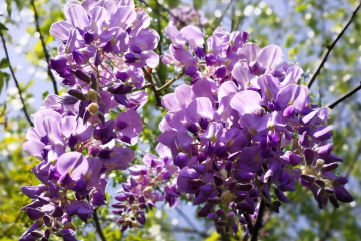 紫藤什么时候种植最佳