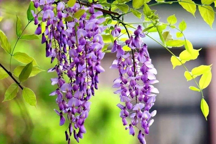 葛花和紫藤花的区别 如何区分