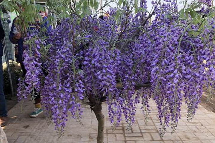 日本紫藤哪个品种最好