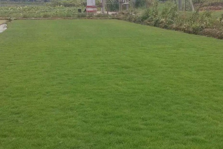 狗牙根草坪