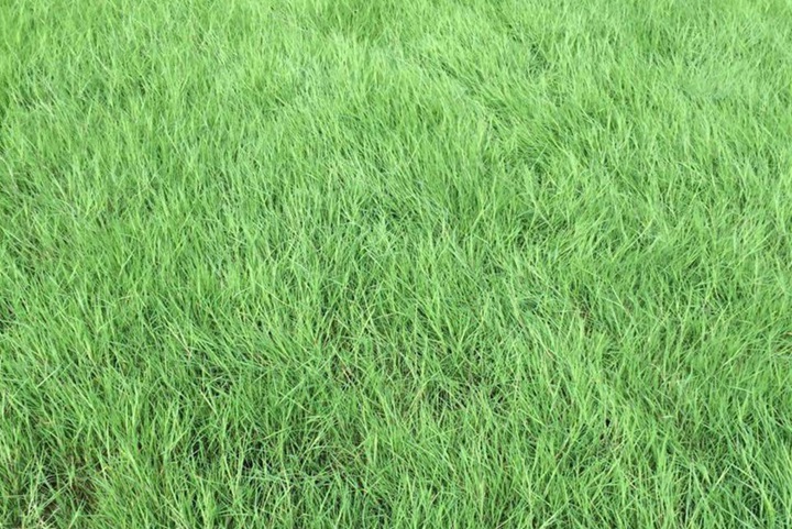 剪股颖草坪