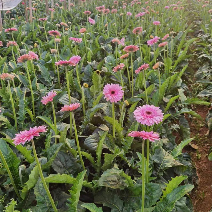 非洲菊