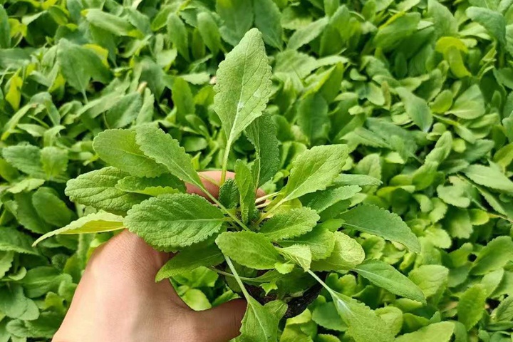 草花鼠尾草