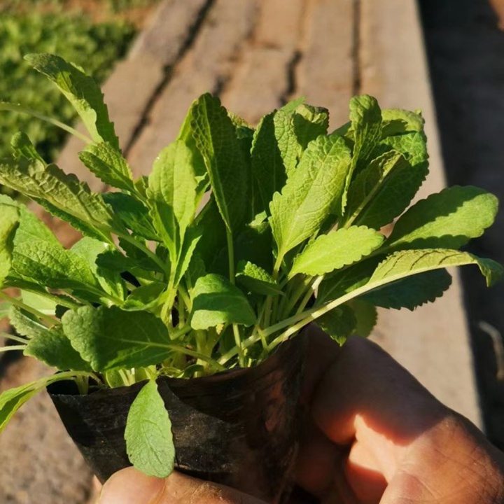 蓝花鼠尾草