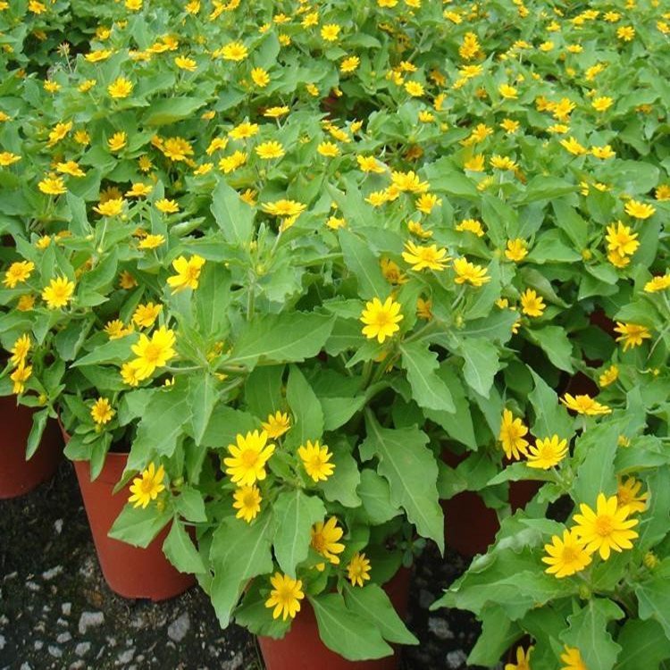 皇帝菊