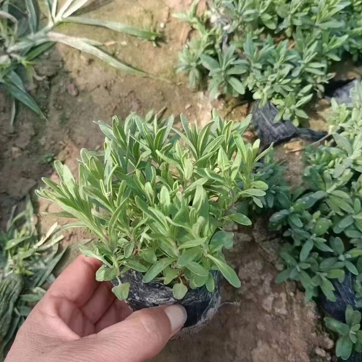 薰衣草