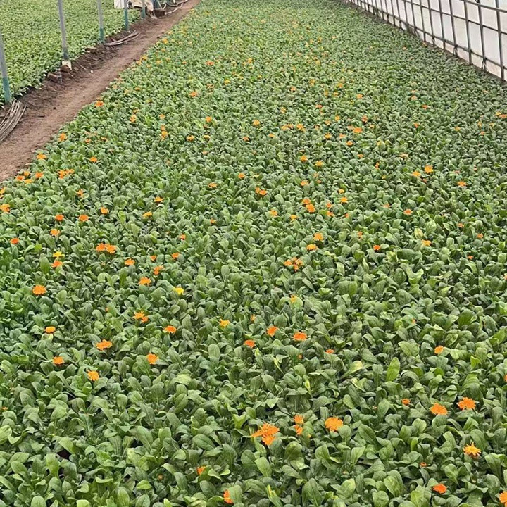 金盏菊