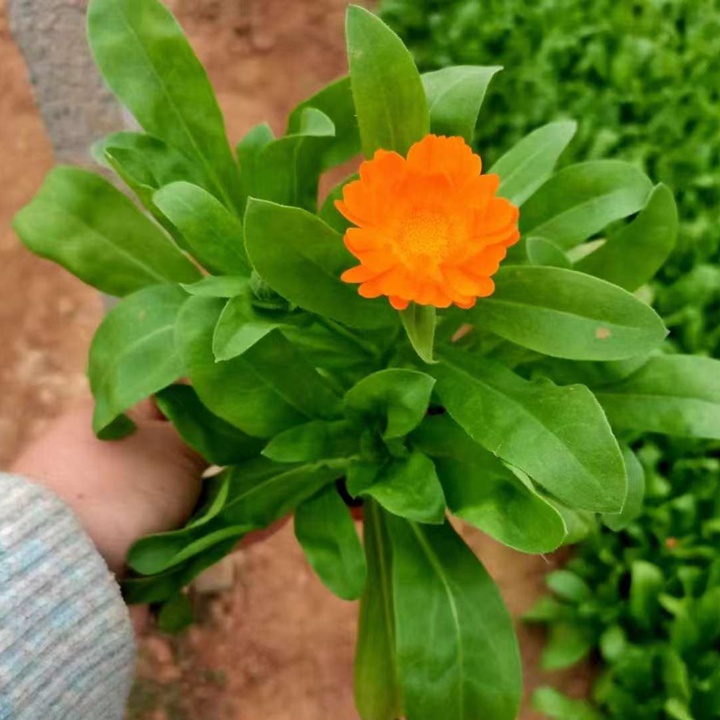 金盏菊