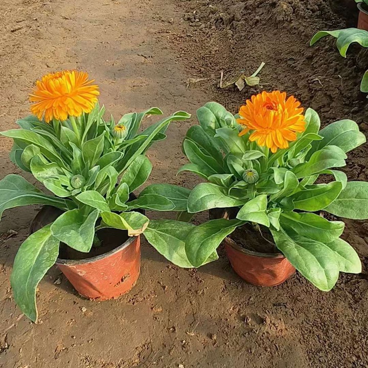 金盏菊