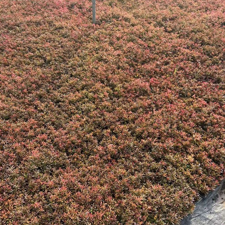 五色草