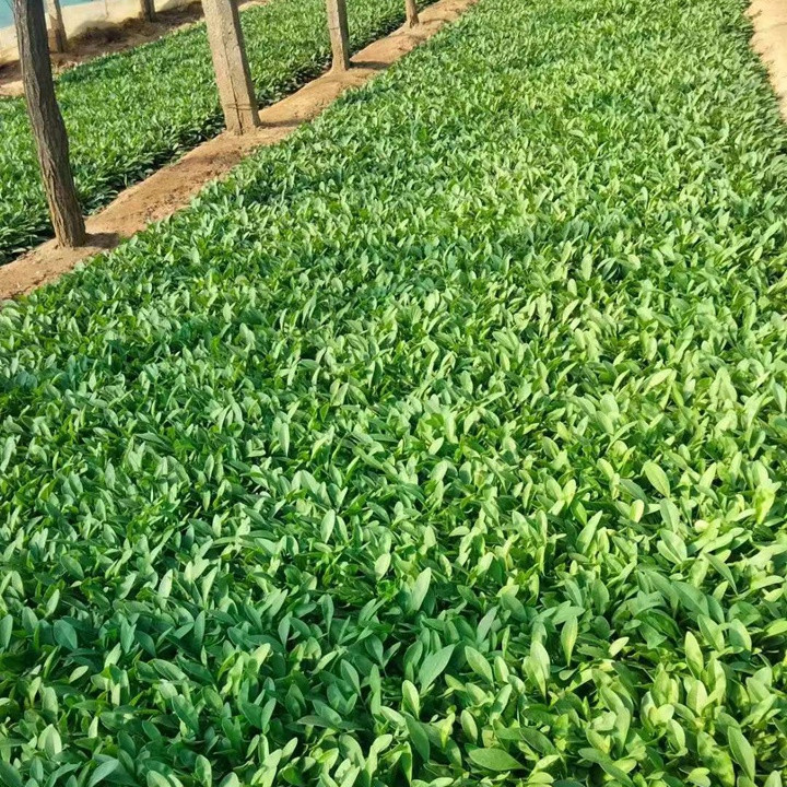 大花金鸡菊
