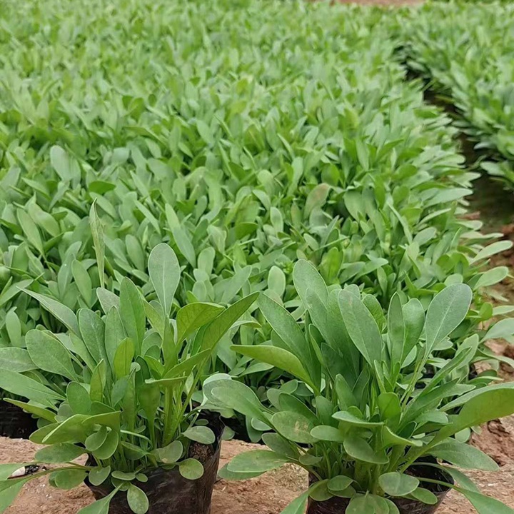 大花金鸡菊