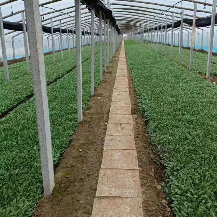 大花金鸡菊