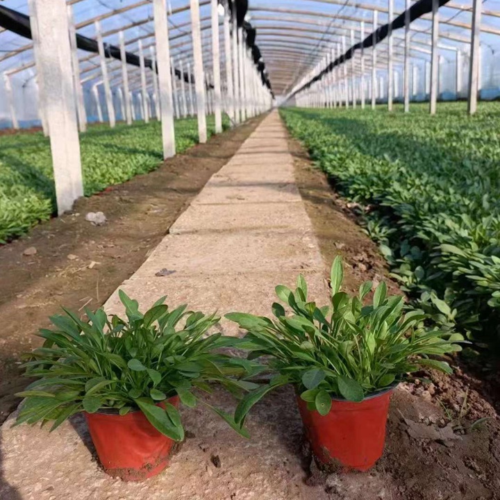 大花金鸡菊