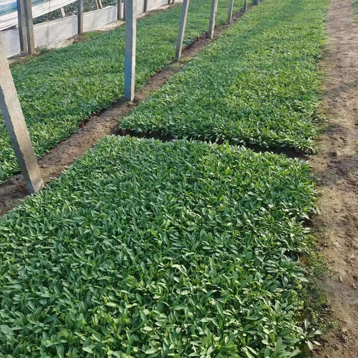 大花金鸡菊