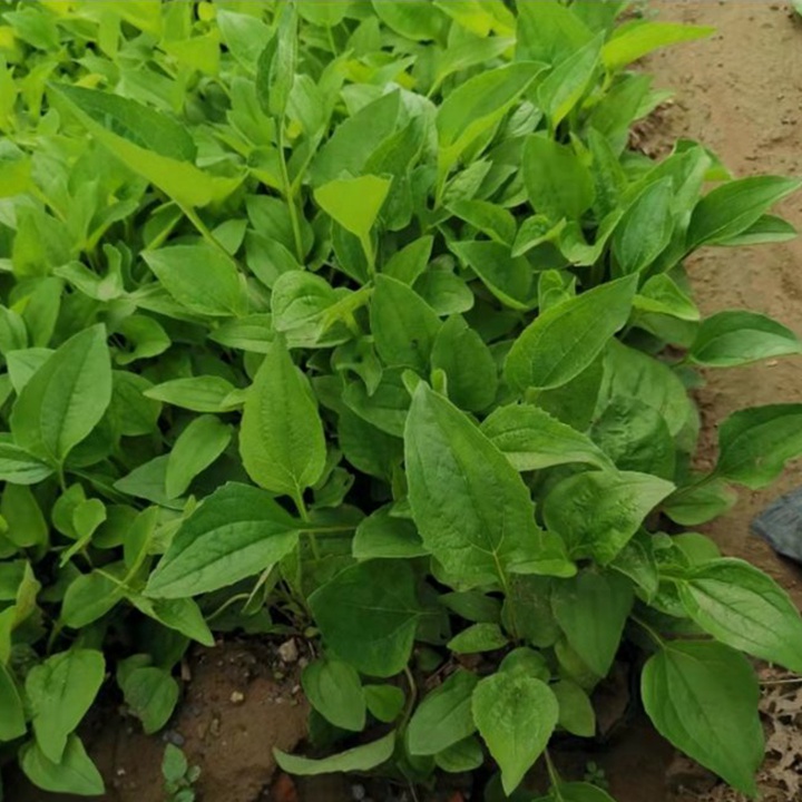 松果菊