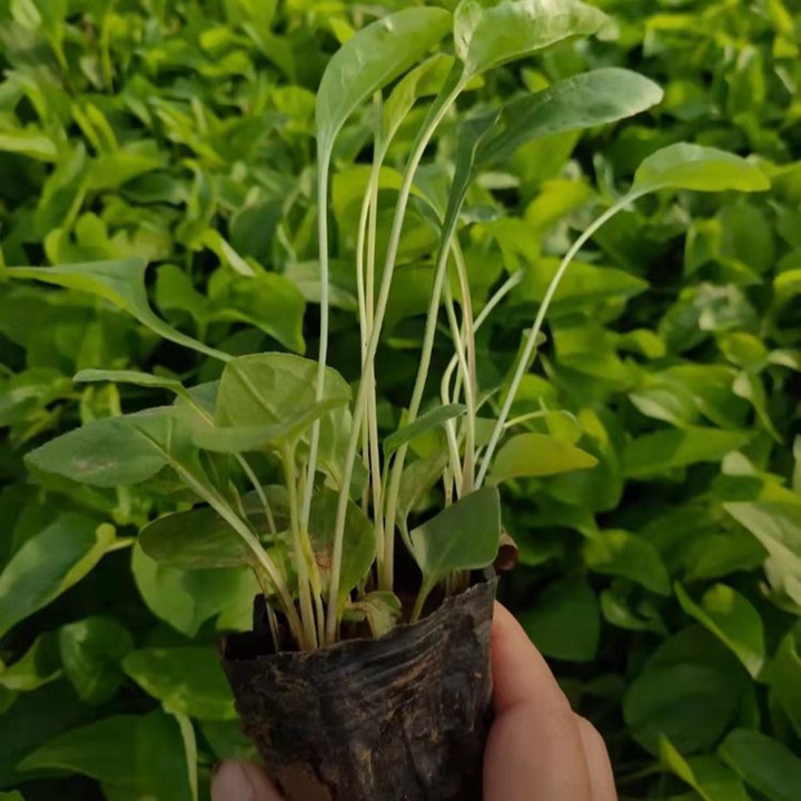 松果菊
