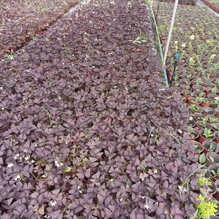 紫叶酢浆草