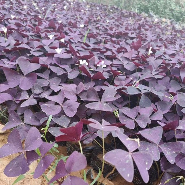 紫叶酢浆草