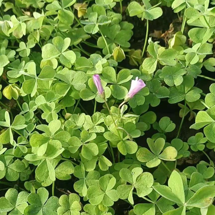 红花酢浆草