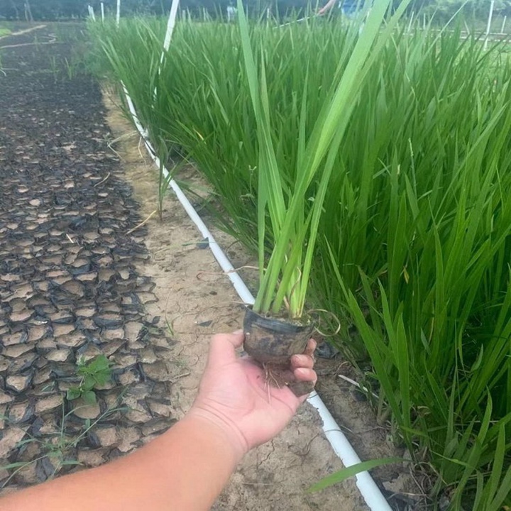 黄昌蒲