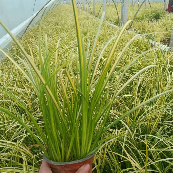 金叶石菖蒲