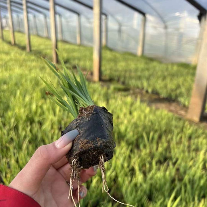 黄昌蒲