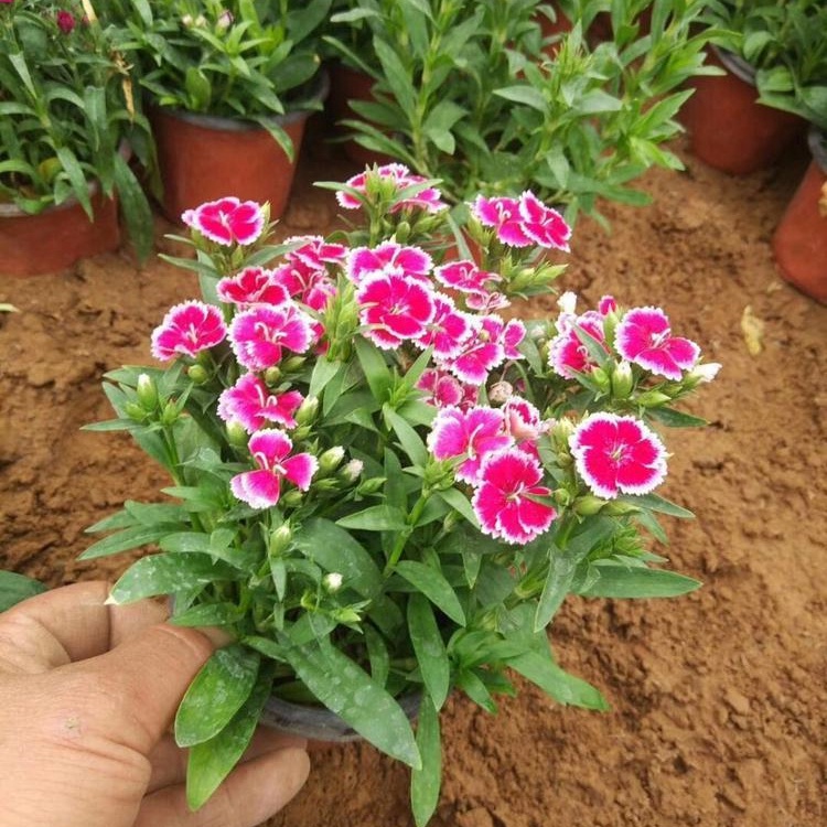 五彩石竹