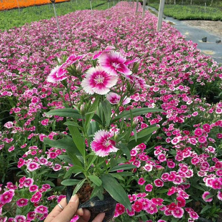 五彩石竹