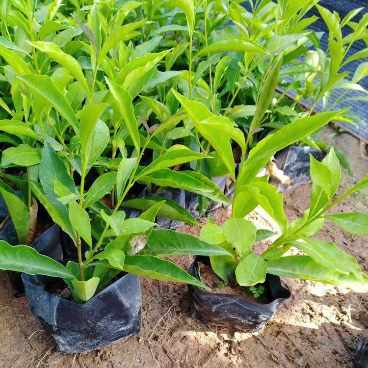 双色茉莉