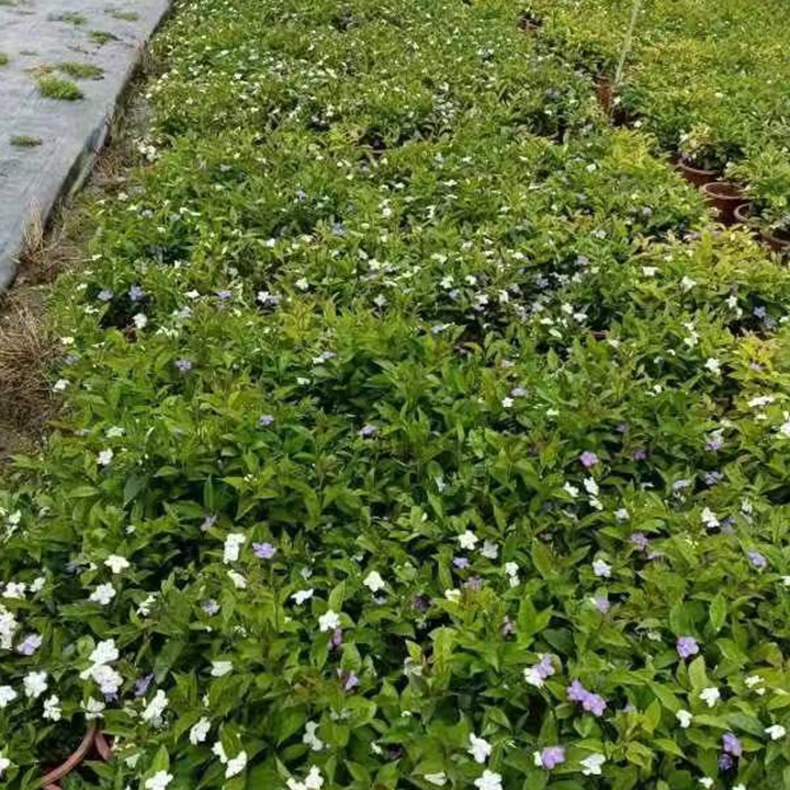 双色茉莉