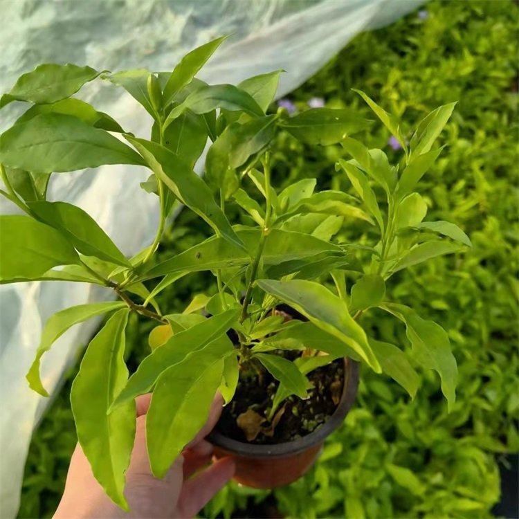 双色茉莉